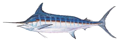 Blue Marlin, click for a table of Fork Length Versus Weight