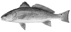 Red Drum Fish - Sciaenops ocellatus