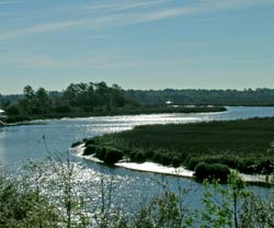 Salt Marsh
