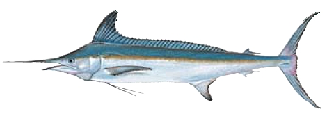 White Marlin, click for a table of Fork Length Versus Weight