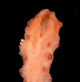 Fistulose stem tip of Iciligorgia schrammi (S2697)