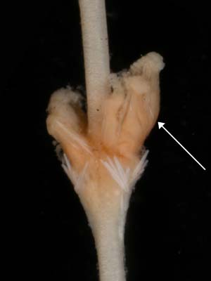 Stylatula elegans, showing polyp leaves