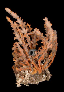 Telesto fruticulosa, preserved specimen. Colony approximately 12 cm in height.