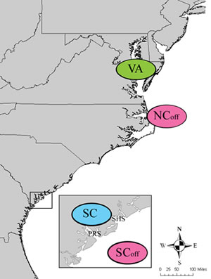Figure 2.  Inshore and offshore cobia population segments along the southeast US Atlantic coast.  Inshore segments in SC and VA differ from each other and offshore segments.