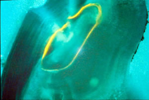 Figure 2. OTC marked otolith under fluorescent light.