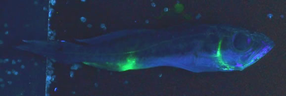 Figure 2. Fluorescein dye causing fluorescence in the jaw/gill plate and gut/anal pore regions of spotted seatrout
