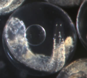 Figure 1. Developing spotted seatrout embryo.