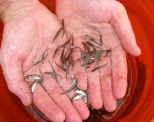 Figure 2. Recently harvested spotted seatrout fingerlings.