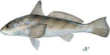 Southern Kingfish
