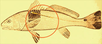 Tagged Fish Illustration