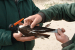 SCDNR Biologists measuring wing length