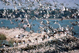 Large winter flock of 650 - 700 birds.