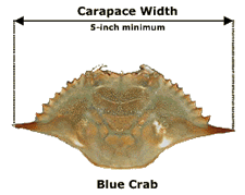 Blue Crab - Carapace Width