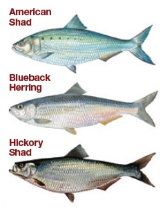Shad and Herring species in SC