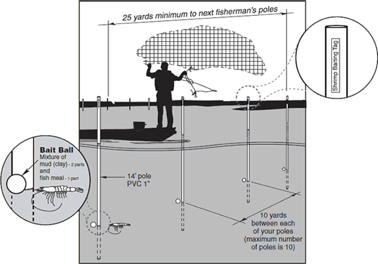 Shrimp Bait Illustration