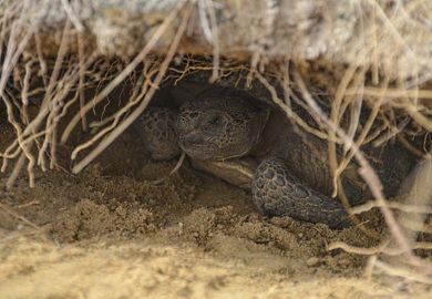 Mientras algunas Tortugas de la Florida nacieron en la propiedad, otras provienen de otros estados. La idea es tratar de inducir a las tortugas a generar nuevos vínculos y una nueva comunidad.
