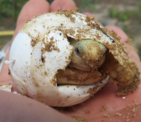 Gopher tortoise hatching