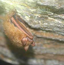 Tri-Colored Bat