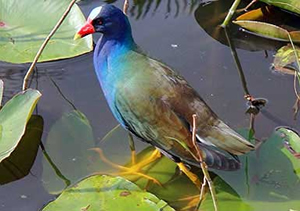 Purple Gallinule