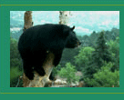Photograph of a Black Bear in a Tree