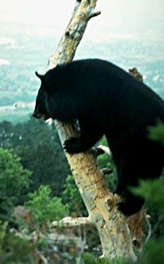 Black Bear in a Tree