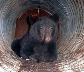 Photograph of Bear in Drain Pipe