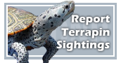 Report Terrapin Sightings