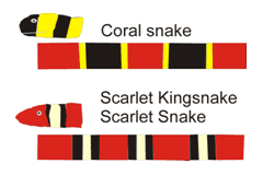 Comparison of Coral Snake vs Scarlet King Snake