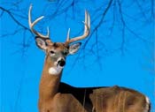 Hunting and Trapping
