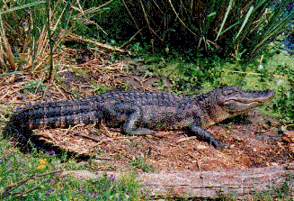 Picture of alligator