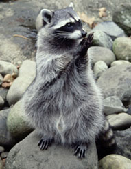 Picture of Racoon