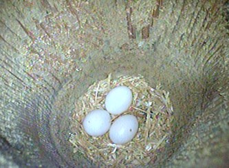 three small white eggs sitting on woodchips
