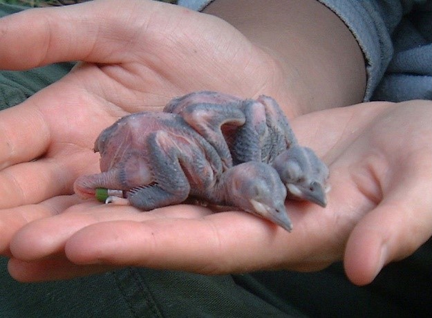 two small baby birds in a person's hand