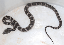 Juvenile Black Rat Snake - Photo by Jon Morgan
