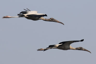 Wood Storks in Flight