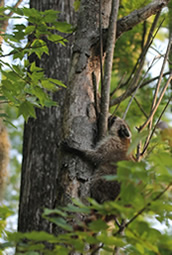 Racoon in Tree