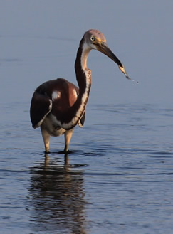Foraging wading bird at Bear Island WMA