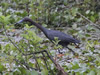 Adult Little Blue Heron - Photo Courtesy of Christy Hand, SCDNR