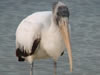 Banded Wood Stork - Photo Provided By Larry Bryan