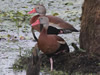 Black-Bellied Whistling-Ducks at DWMA - Photo Courtesy of Christy Hand, SCDNR