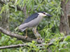 Black-Crowned Night Heron - Photo Courtesy of Christy Hand, SCDNR