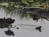 Common Gallinule With Chick - Photo Courtesy of Christy Hand, SCDNR