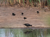 Common Gallinule With Chicks at BIWMA - Photo Courtesy of Christy Hand, SCDNR