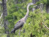 Great Blue Heron - Photo Courtesy of Christy Hand, SCDNR