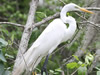 Great Egret With Chicks - Photo Courtesy of Christy Hand, SCDNR