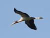 Wood Stork Fledgling - Photo Courtesy of Christy Hand, SCDNR