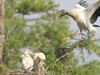 Wood Stork With Three Chicks - Photo Courtesy of Christy Hand, SCDNR