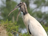 Wood Stork With Chick - Photo Courtesy of Christy Hand, SCDNR