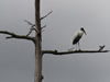 Wood Stork - Photo Courtesy of Christy Hand, SCDNR
