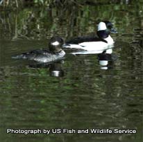 Bufflehead - photograph by US Fish and Wildlife